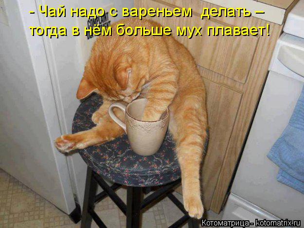 - Чай надо с вареньем делать – тогда в нём больше мух плавает!... Котоматрица: - Чай надо с вареньем делать – тогда в нём больше мух плавает!