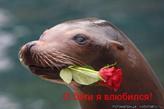 О боги я влюбился!... Котоматрица: О боги я влюбился!