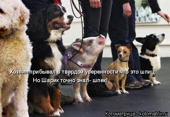 Хозяин прибывал в твердой уверенности что это шпиц Но Шарик точно знал- шпек!... Котоматрица: Хозяин прибывал в твердой уверенности что это шпиц Но Шарик точно знал- шпек!