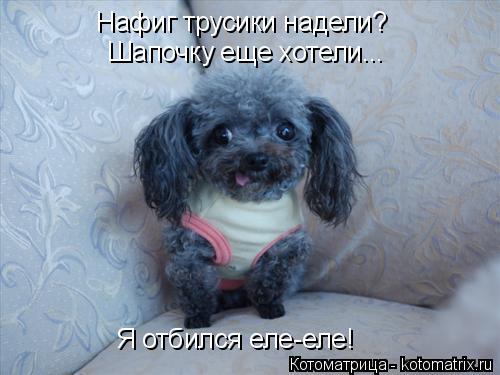 Нафиг трусики надели? Я отбился еле-еле! Шапочку еще хотели...... Котоматрица: Нафиг трусики надели? Я отбился еле-еле! Шапочку еще хотели...