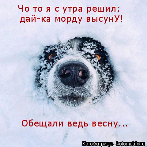 Чо то я с утра решил: дай-ка морду высунУ! Обещали ведь весну...... Котоматрица: Чо то я с утра решил: дай-ка морду высунУ! Обещали ведь весну...