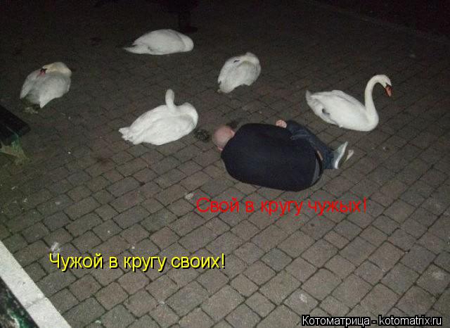 Свой в кругу чужых! Чужой в кругу своих!... Котоматрица: Свой в кругу чужых! Чужой в кругу своих!