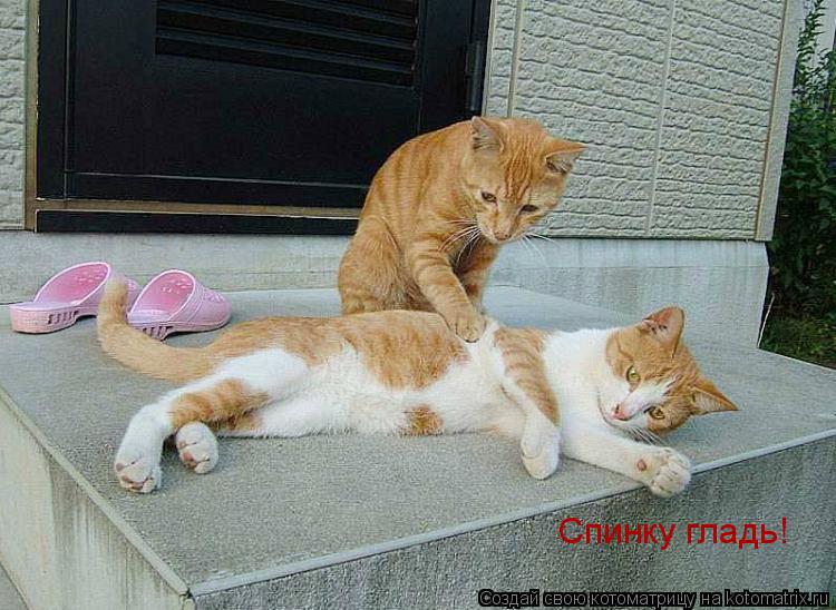 Спинку гладь!... Котоматрица: Спинку гладь!