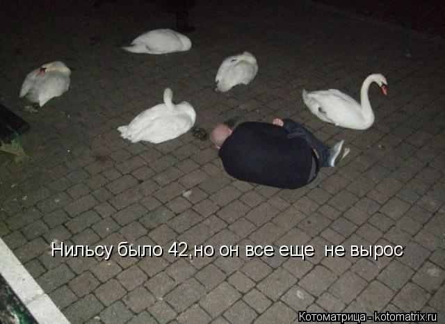 Нильсу было 42,но он все еще не вырос... Котоматрица: Нильсу было 42,но он все еще не вырос