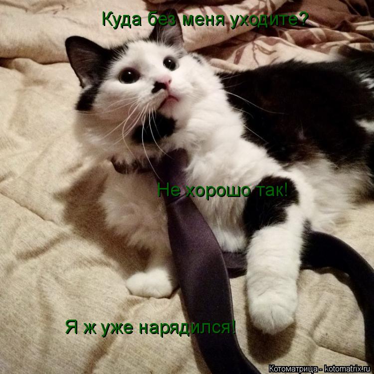Куда без меня уходите? Я ж уже нарядился! Не хорошо так!... Котоматрица: Куда без меня уходите? Я ж уже нарядился! Не хорошо так!