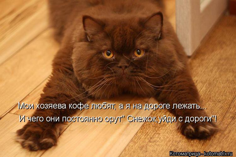 Мои хозяева кофе любят, а я на дороге лежать... И чего они постоянно орут" Снежок,уйди с дороги"!... Котоматрица: Мои хозяева кофе любят, а я на дороге лежать... И чего они постоянно орут" Снежок,уйди с дороги"!