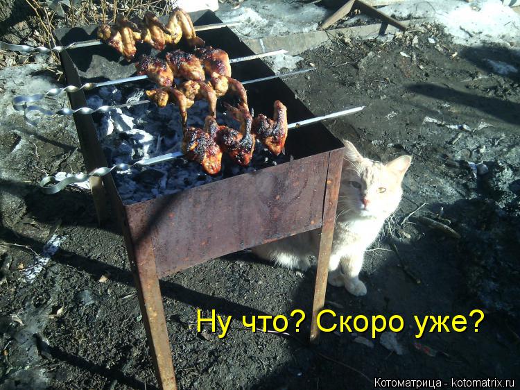 Ну что? Скоро уже?... Котоматрица: Ну что? Скоро уже?