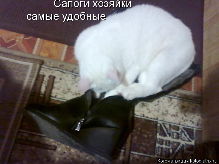 Сапоги хозяйки самые удобные... Котоматрица: Сапоги хозяйки самые удобные