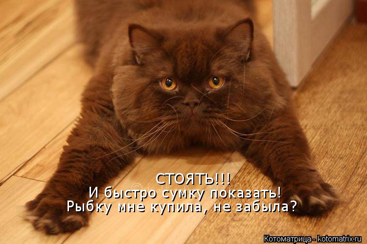 СТОЯТЬ!!! И быстро сумку показать! Рыбку мне купила, не забыла?... Котоматрица: СТОЯТЬ!!! И быстро сумку показать! Рыбку мне купила, не забыла?