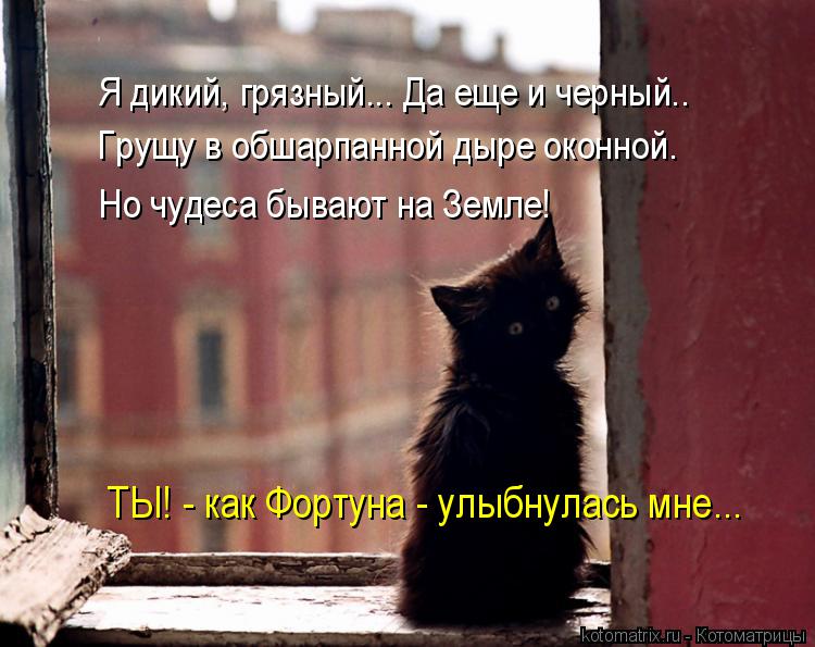 Я дикий, грязный... Да еще и черный.. Грущу в обшарпанной дыре оконной. Но чудеса бывают на Земле! ТЫ... Котоматрица: Я дикий, грязный... Да еще и черный.. Грущу в обшарпанной дыре оконной. Но чудеса бывают на Земле! ТЫ! - как Фортуна - улыбнулась мне...
