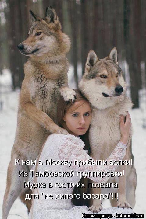 К нам в Москву прибыли волки! Из Тамбовской группировки! Мурка в гости их позвала, для "не хилого баз... Котоматрица: К нам в Москву прибыли волки! Из Тамбовской группировки! Мурка в гости их позвала, для "не хилого базара"!!!