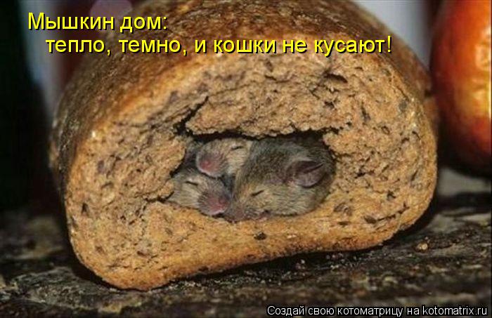 Мышкин дом: тепло, темно, и кошки не кусают!... Котоматрица: Мышкин дом: тепло, темно, и кошки не кусают!