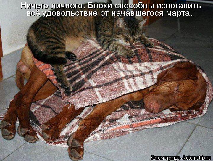 Ничего личного. Блохи способны испоганить всё удовольствие от начавшегося марта.... Котоматрица: Ничего личного. Блохи способны испоганить всё удовольствие от начавшегося марта.