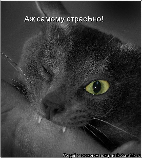 Аж самому страсЬно!... Котоматрица: Аж самому страсЬно!