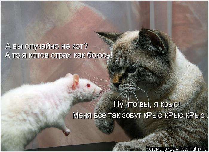 А вы случайно не кот? А то я котов страх как боюсь! Ну что вы, я крыс! Меня всё так зовут кРыс-кРыс-... Котоматрица: А вы случайно не кот? А то я котов страх как боюсь! Ну что вы, я крыс! Меня всё так зовут кРыс-кРыс-кРыс...