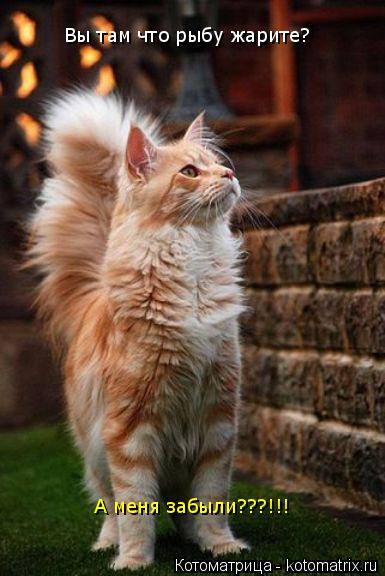 Вы там что рыбу жарите? А меня забыли???!!!... Котоматрица: Вы там что рыбу жарите? А меня забыли???!!!