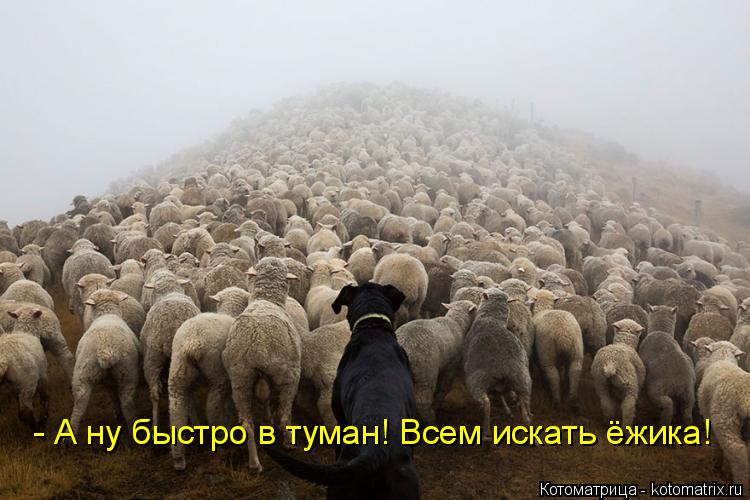 - А ну быстро в туман! Всем искать ёжика!... Котоматрица: - А ну быстро в туман! Всем искать ёжика!