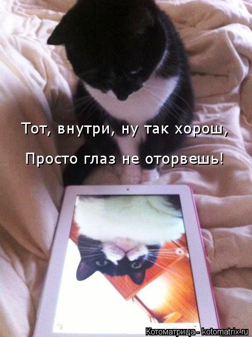 Тот, внутри, ну так хорош, Просто глаз не оторвешь!... Котоматрица: Тот, внутри, ну так хорош, Просто глаз не оторвешь!