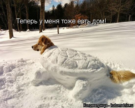 Теперь у меня тоже есть дом!... Котоматрица: Теперь у меня тоже есть дом!