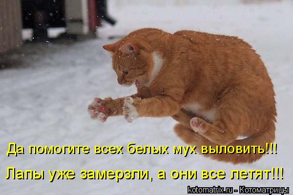 Да помогите всех белых мух выловить!!! Лапы уже замерзли, а они все летят!!!... Котоматрица: Да помогите всех белых мух выловить!!! Лапы уже замерзли, а они все летят!!!