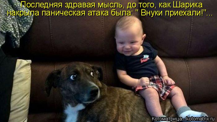Последняя здравая мысль, до того, как Шарика накрыла паническая атака была: " Внуки приехали!"...... Котоматрица: Последняя здравая мысль, до того, как Шарика накрыла паническая атака была: " Внуки приехали!"...