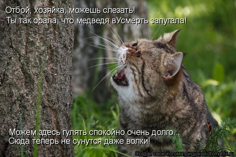 Ты так орала, что медведя вУсмерть запугала! Отбой, хозяйка, можешь слезать! Можем здесь гулять споко... Котоматрица: Ты так орала, что медведя вУсмерть запугала! Отбой, хозяйка, можешь слезать! Можем здесь гулять спокойно очень долго... Сюда теперь не сунутс