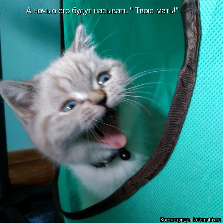 А ночью его будут называть " Твою мать!"... Котоматрица: А ночью его будут называть " Твою мать!"