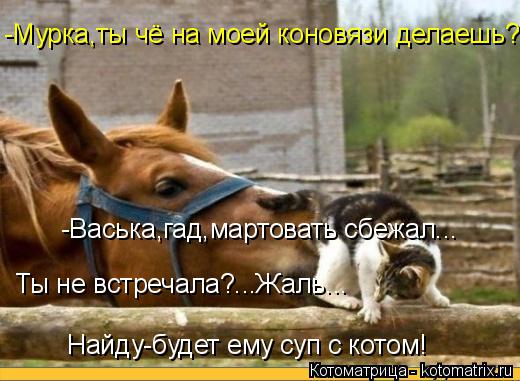 -Мурка,ты чё на моей коновязи делаешь? -Васька,гад,мартовать сбежал... Ты не встречала?...Жаль... Най... Котоматрица: -Мурка,ты чё на моей коновязи делаешь? -Васька,гад,мартовать сбежал... Ты не встречала?...Жаль... Найду-будет ему суп с котом!