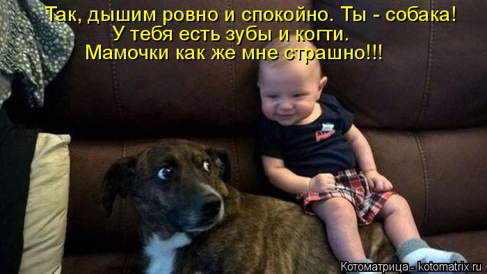 Так, дышим ровно и спокойно. Ты - собака! У тебя есть зубы и когти. Мамочки как же мне страшно!!!... Котоматрица: Так, дышим ровно и спокойно. Ты - собака! У тебя есть зубы и когти. Мамочки как же мне страшно!!!