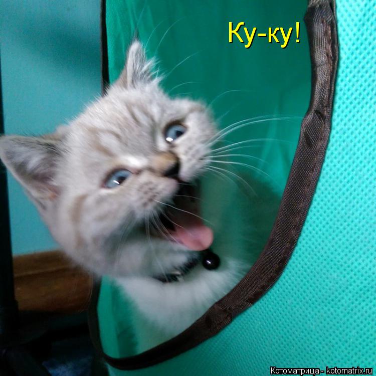 Ку-ку!... Котоматрица: Ку-ку!