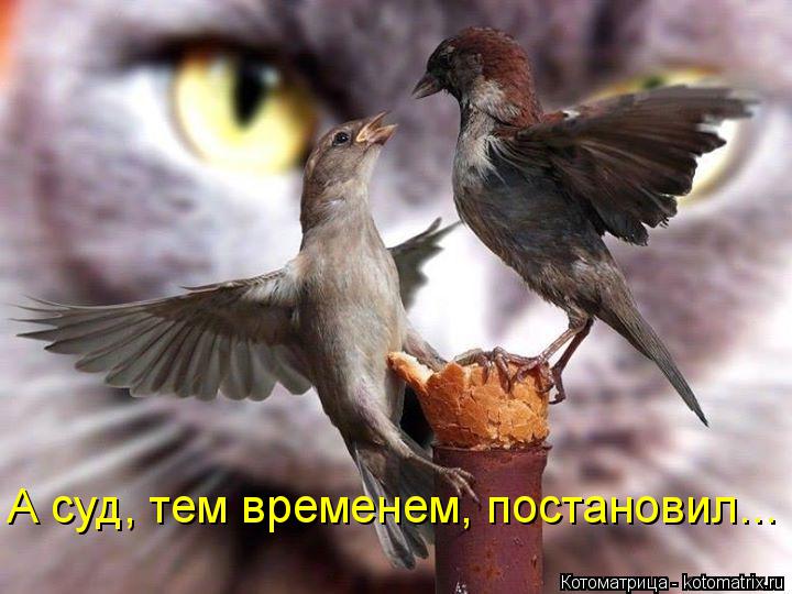 А суд, тем временем, постановил...... Котоматрица: А суд, тем временем, постановил...