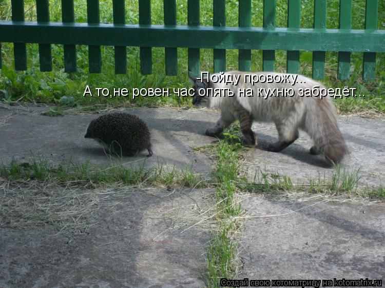 -Пойду провожу... А то,не ровен час опять на кухню забредёт...... Котоматрица: -Пойду провожу... А то,не ровен час опять на кухню забредёт...