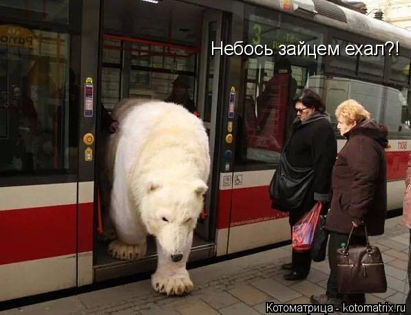 Небось зайцем ехал?!... Котоматрица: Небось зайцем ехал?!