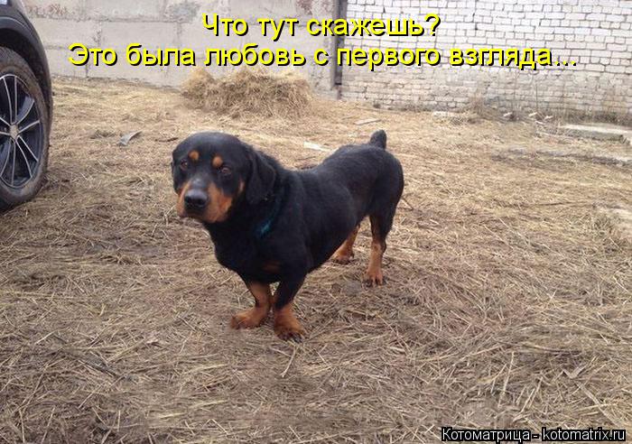 Что тут скажешь? Это была любовь с первого взгляда...... Котоматрица: Что тут скажешь? Это была любовь с первого взгляда...