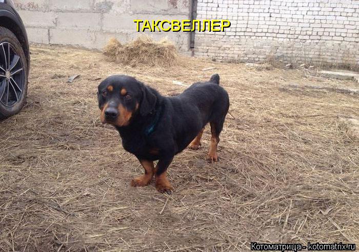 ТАКСВЕЛЛЕР... Котоматрица: ТАКСВЕЛЛЕР