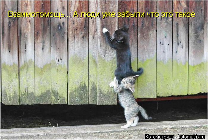 Взаимопомощь... А люди уже забыли что это такое... Котоматрица: Взаимопомощь... А люди уже забыли что это такое