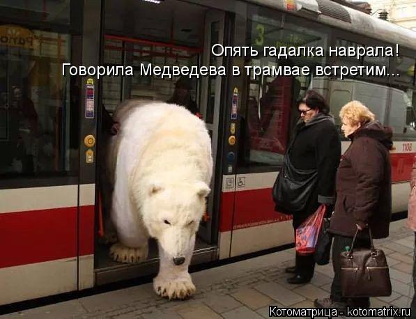 Опять гадалка наврала! Говорила Медведева в трамвае встретим...... Котоматрица: Опять гадалка наврала! Говорила Медведева в трамвае встретим...