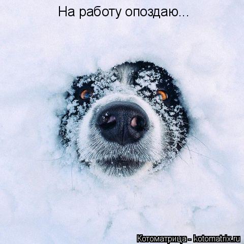 На работу опоздаю...... Котоматрица: На работу опоздаю...