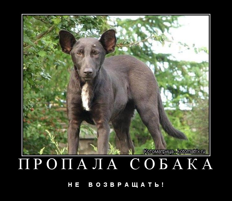ПРОПАЛА СОБАКА Н Е В О З В Р А Щ А Т Ь !... Котоматрица: ПРОПАЛА СОБАКА Н Е В О З В Р А Щ А Т Ь !