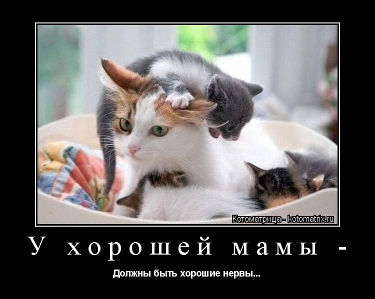 У хорошей мамы - Должны быть хорошие нервы...... Котоматрица: У хорошей мамы - Должны быть хорошие нервы...