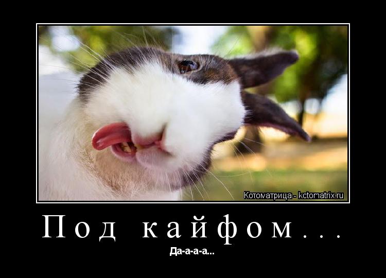 Под кайфом... Да-а-а-а...... Котоматрица: Под кайфом... Да-а-а-а...