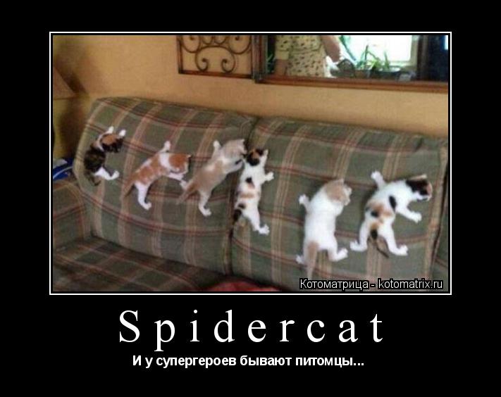 Spidercat И у супергероев бывают питомцы... ... Котоматрица: Spidercat И у супергероев бывают питомцы...