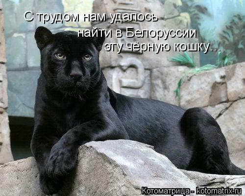 С трудом нам удалось найти в Белоруссии эту чёрную кошку…... Котоматрица: С трудом нам удалось найти в Белоруссии эту чёрную кошку…