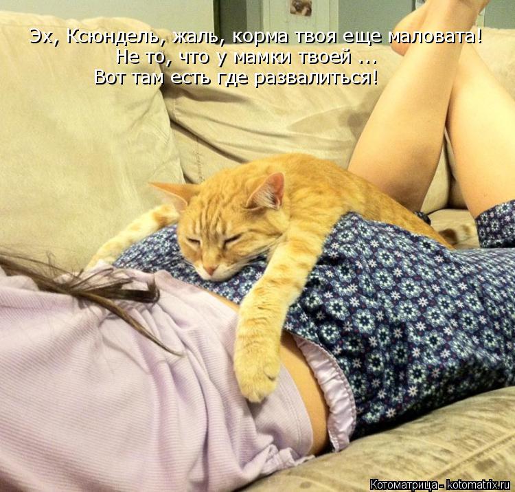Эх, Ксюндель, жаль, корма твоя еще маловата! Не то, что у мамки твоей ... Вот там есть где развалить... Котоматрица: Эх, Ксюндель, жаль, корма твоя еще маловата! Не то, что у мамки твоей ... Вот там есть где развалиться!