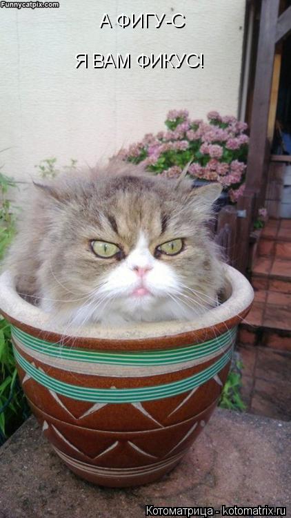 А ФИГУ-С Я ВАМ ФИКУС!... Котоматрица: А ФИГУ-С Я ВАМ ФИКУС!