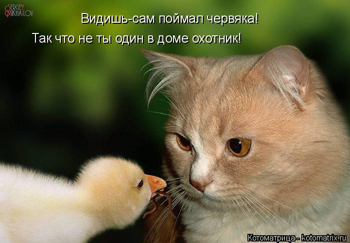 Видишь-сам поймал червяка! Так что не ты один в доме охотник!... Котоматрица: Видишь-сам поймал червяка! Так что не ты один в доме охотник!