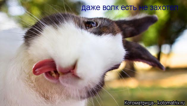 даже волк есть не захотел... Котоматрица: даже волк есть не захотел