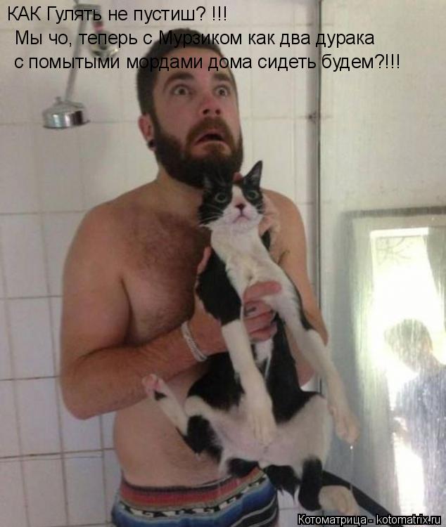 КАК Гулять не пустиш? !!! Мы чо, теперь с Мурзиком как два дурака с помытыми мордами дома сидеть бу... Котоматрица: КАК Гулять не пустиш? !!! Мы чо, теперь с Мурзиком как два дурака с помытыми мордами дома сидеть будем?!!!