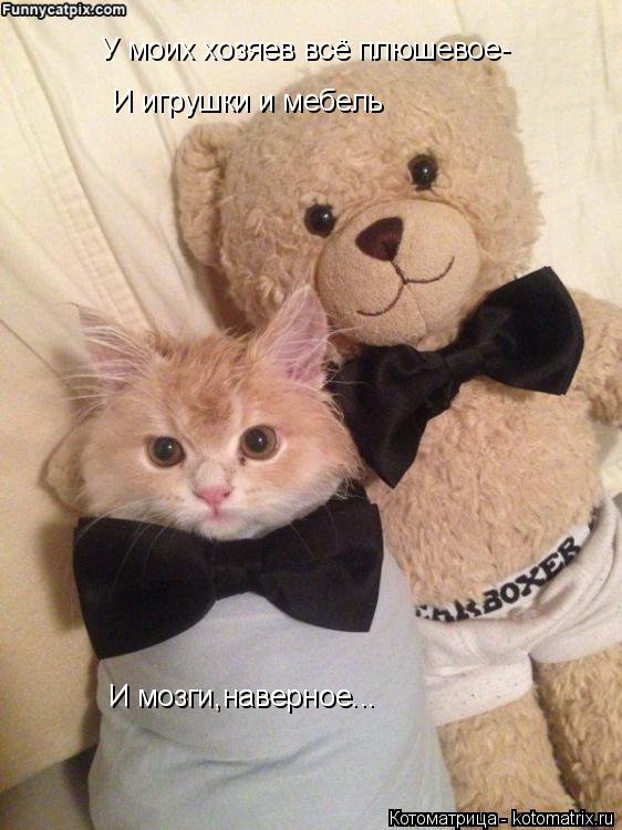 У моих хозяев всё плюшевое- И игрушки и мебель И мозги,наверное...... Котоматрица: У моих хозяев всё плюшевое- И игрушки и мебель И мозги,наверное...