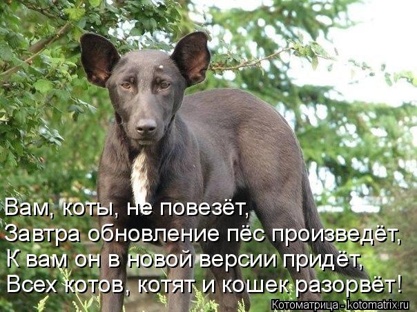 Всех котов, котят и кошек разорвёт! К вам он в новой версии придёт, Завтра обновление пёс произведёт,... Котоматрица: Всех котов, котят и кошек разорвёт! К вам он в новой версии придёт, Завтра обновление пёс произведёт, Вам, коты, не повезёт,